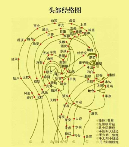 头部的五脏分布图图片